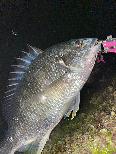 チヌの釣果