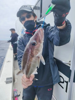 アラの釣果