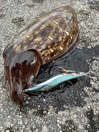 モンゴウイカの釣果