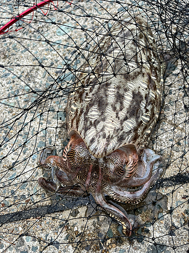 コウイカの釣果