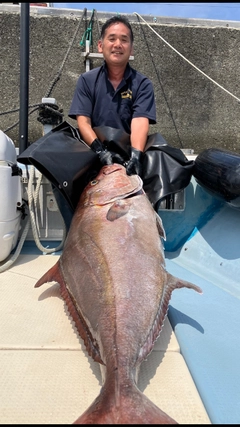 カンパチの釣果