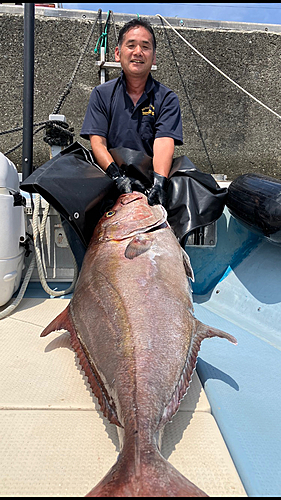 カンパチの釣果