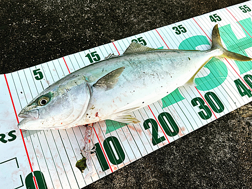 イナダの釣果