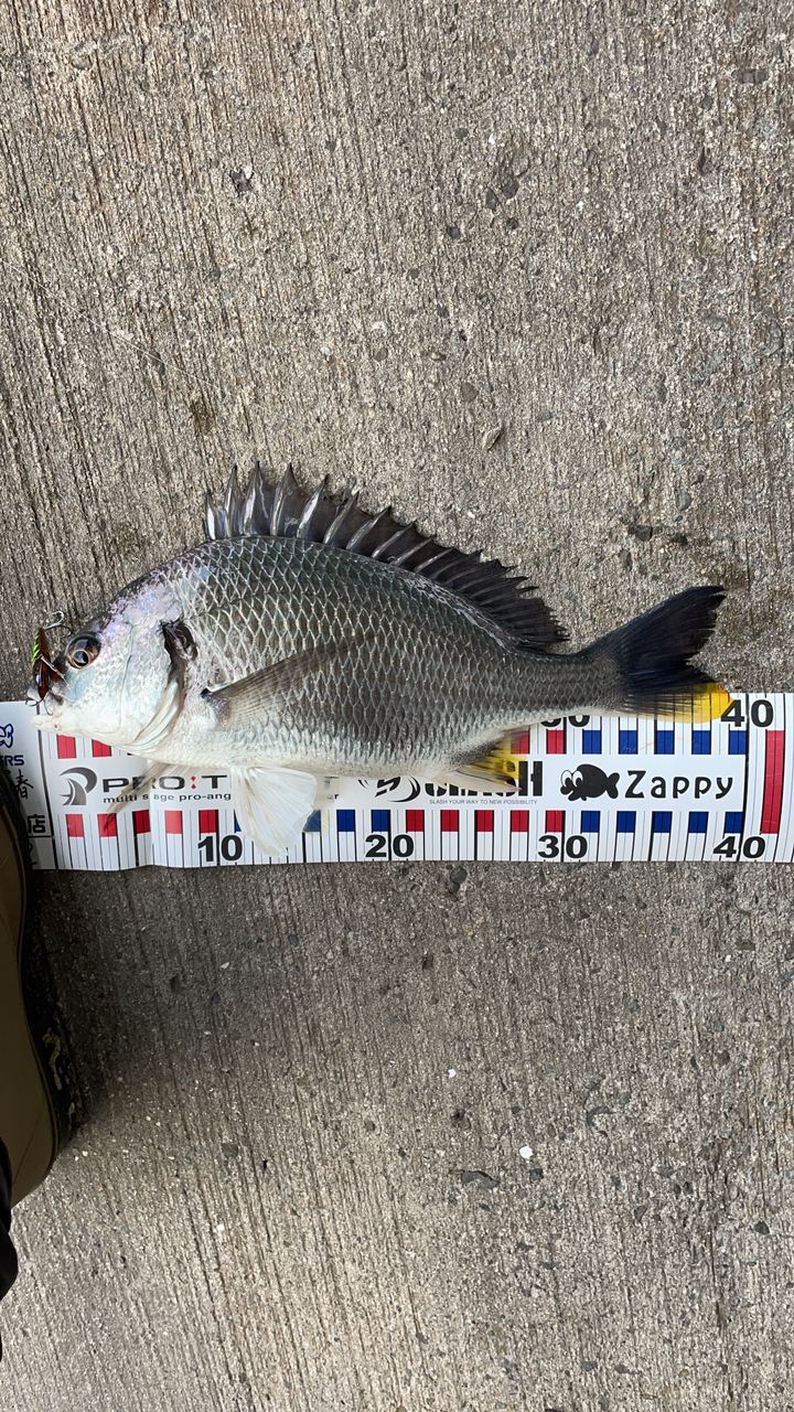キビレの釣果写真