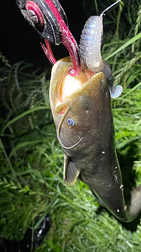 ナマズの釣果