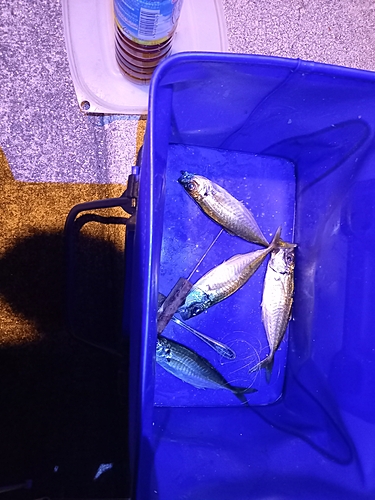 マアジの釣果