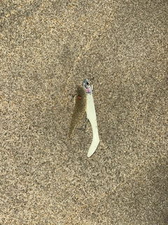 シタビラメの釣果