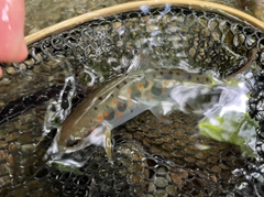 アマゴの釣果