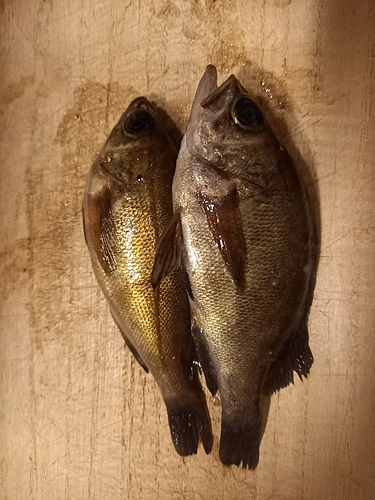 メバルの釣果