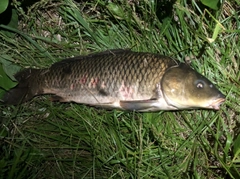 コイの釣果