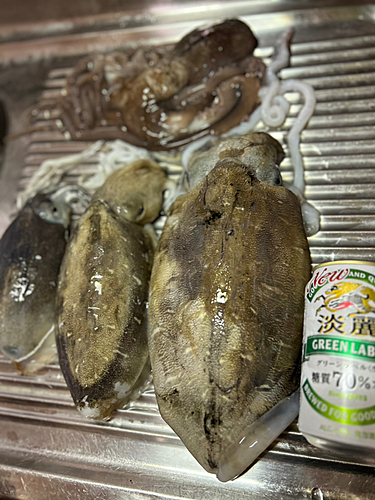 イカの釣果