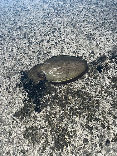 モンゴウイカの釣果