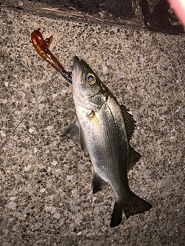 セイゴ（ヒラスズキ）の釣果