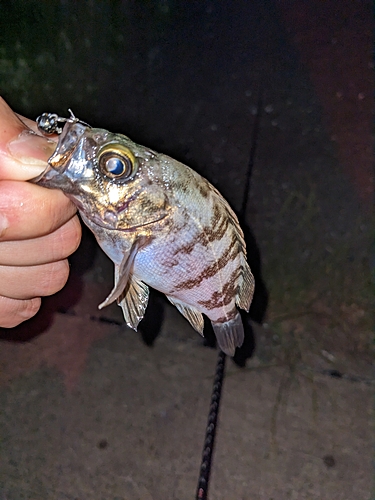 シロメバルの釣果