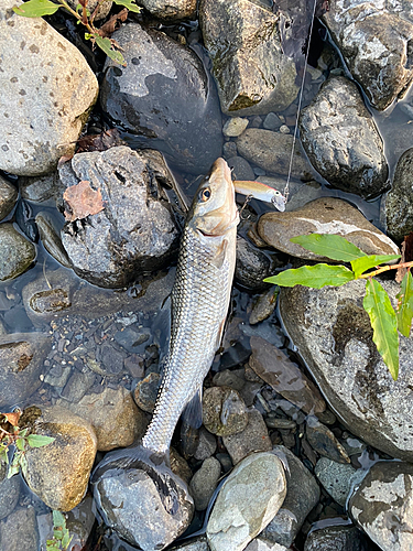 コイの釣果