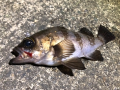 メバルの釣果