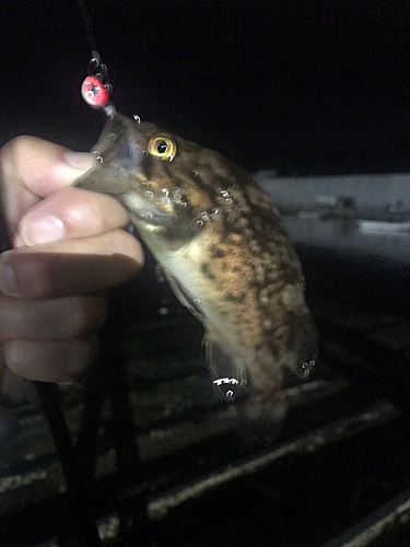 クロソイの釣果