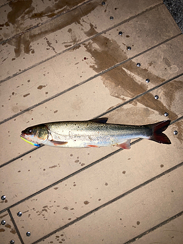 マルタウグイの釣果