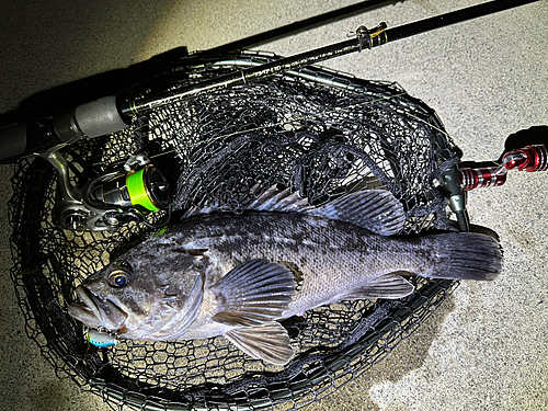 クロソイの釣果