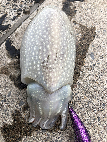 シリヤケイカの釣果