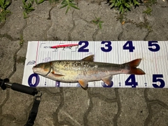 マルタウグイの釣果