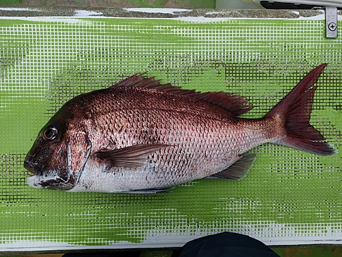 マダイの釣果