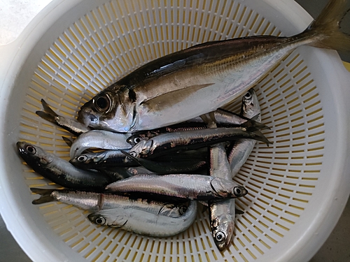 アジの釣果