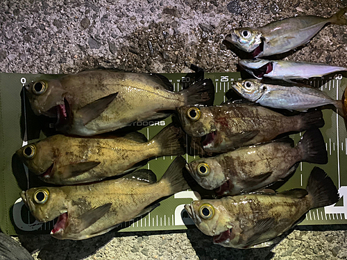 メバルの釣果