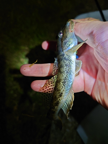 マハゼの釣果