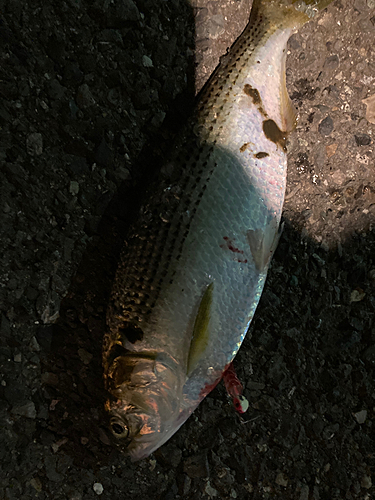 コノシロの釣果