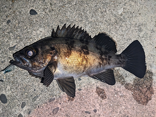 メバルの釣果