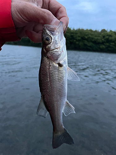 セイゴ（マルスズキ）の釣果