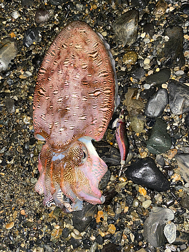 コウイカの釣果