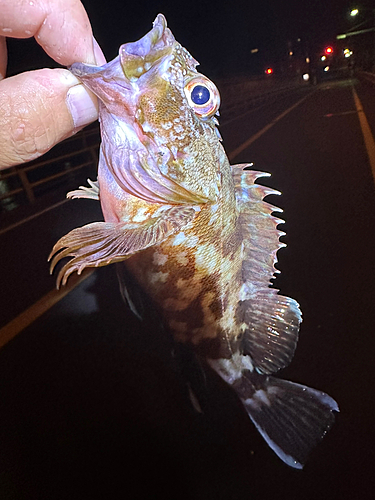 ガシラの釣果