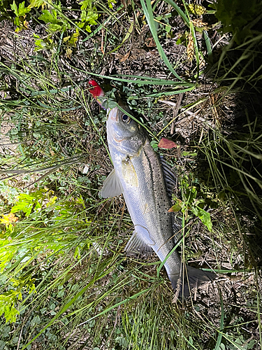 スズキの釣果