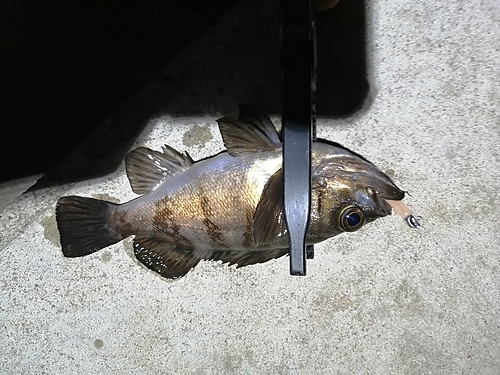 シロメバルの釣果