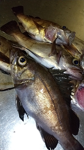 メバルの釣果