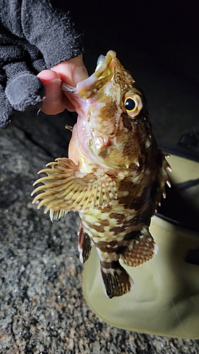 カサゴの釣果