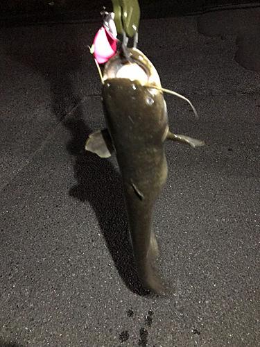 マナマズの釣果