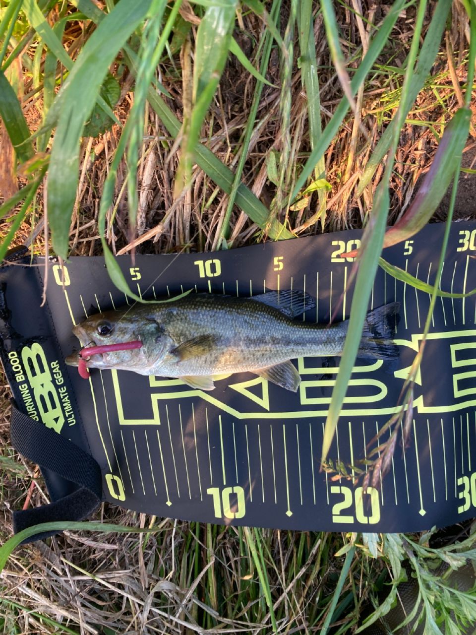 ラージマウスバス