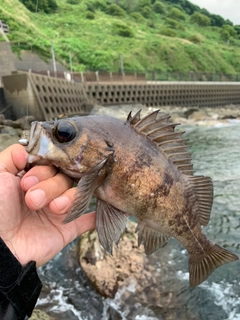 シロメバルの釣果