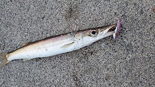 カマスの釣果