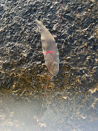 イシモチの釣果