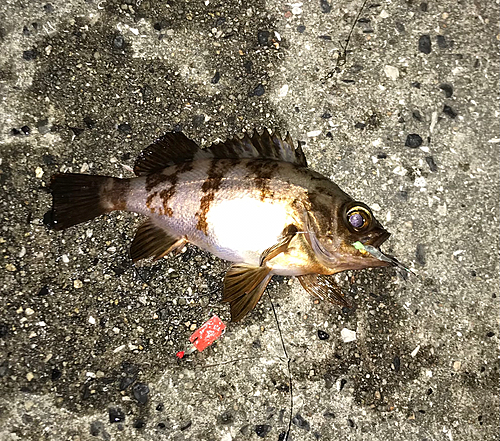 シロメバルの釣果