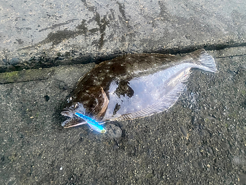 ヒラメの釣果