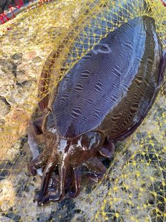 モンゴウイカの釣果