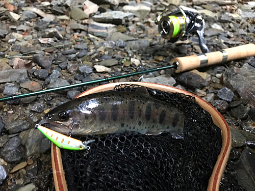 ヤマメの釣果