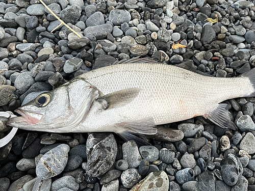 ヒラスズキの釣果