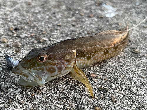 マハゼの釣果