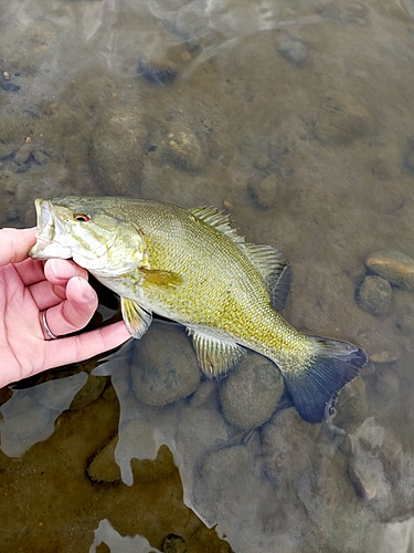 スモールマウスバスの釣果